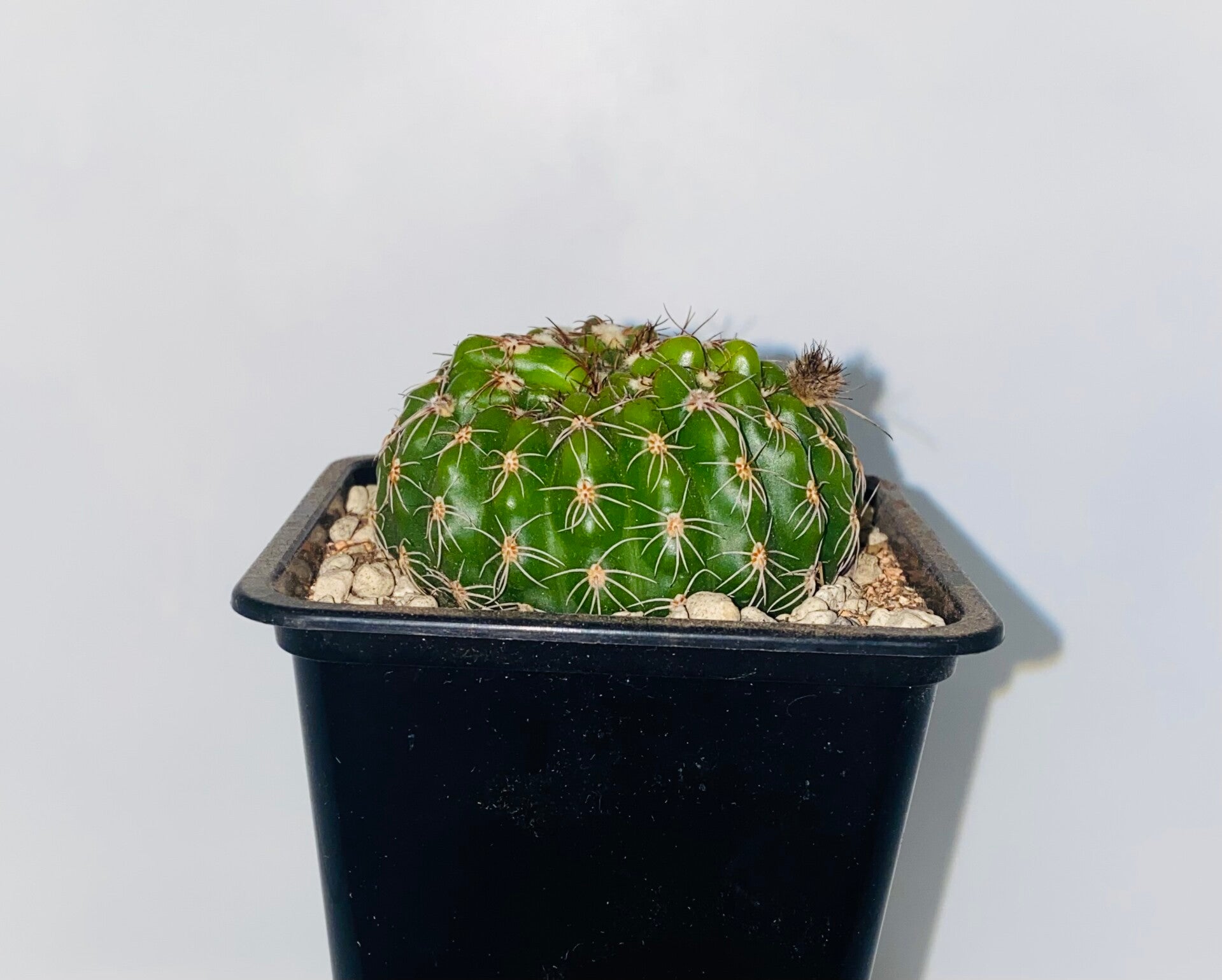 Notocactus eubelmannianus cristaat