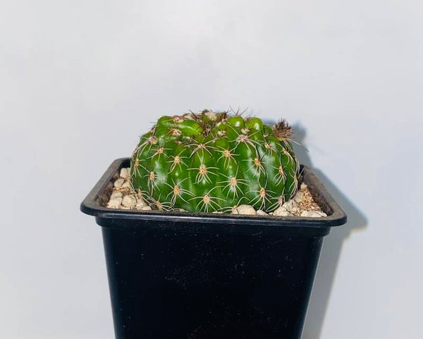 Notocactus eubelmannianus cristaat