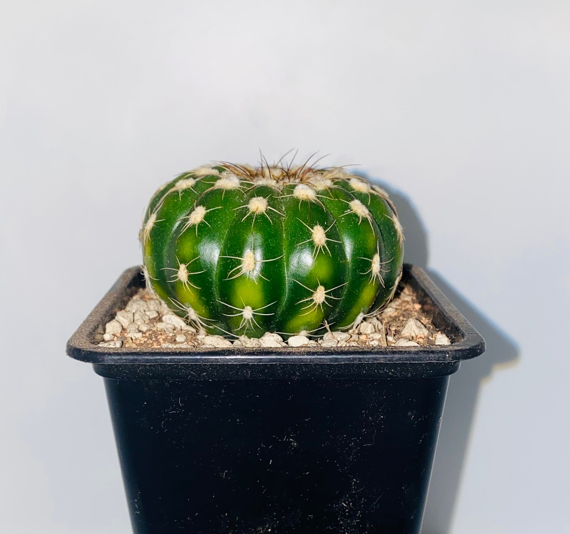 Notocactus eubelmannianus met lichte variegate