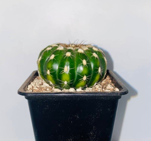 Notocactus eubelmannianus met lichte variegate