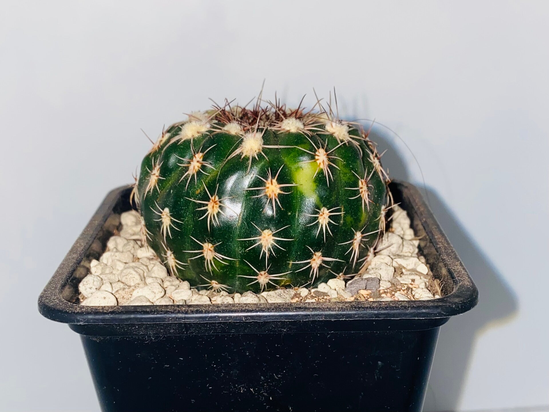 Notocactus eubelmannianus variegate