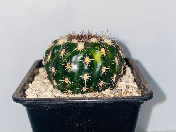 Notocactus eubelmannianus variegate