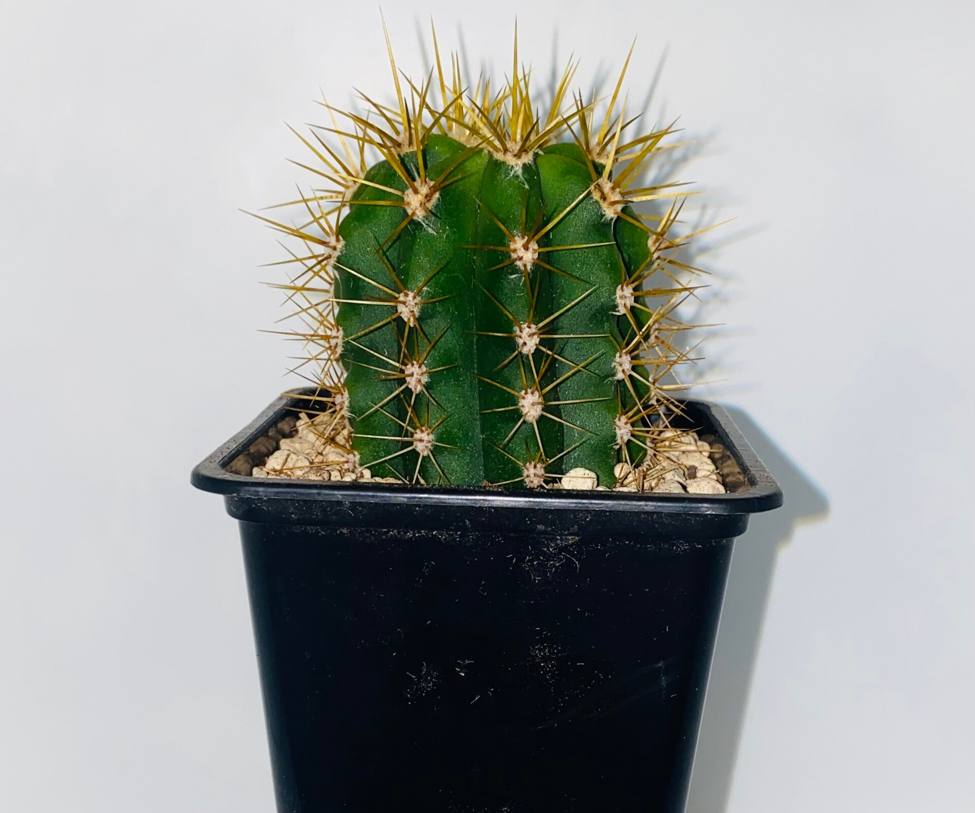 Trichocereus terscheckii