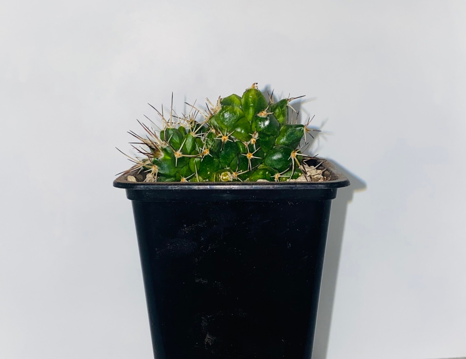 Mammillaria sp. Aparte vorm