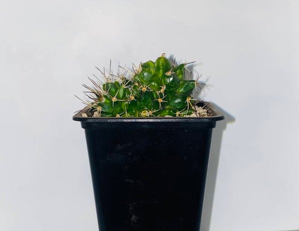 Mammillaria sp. Aparte vorm