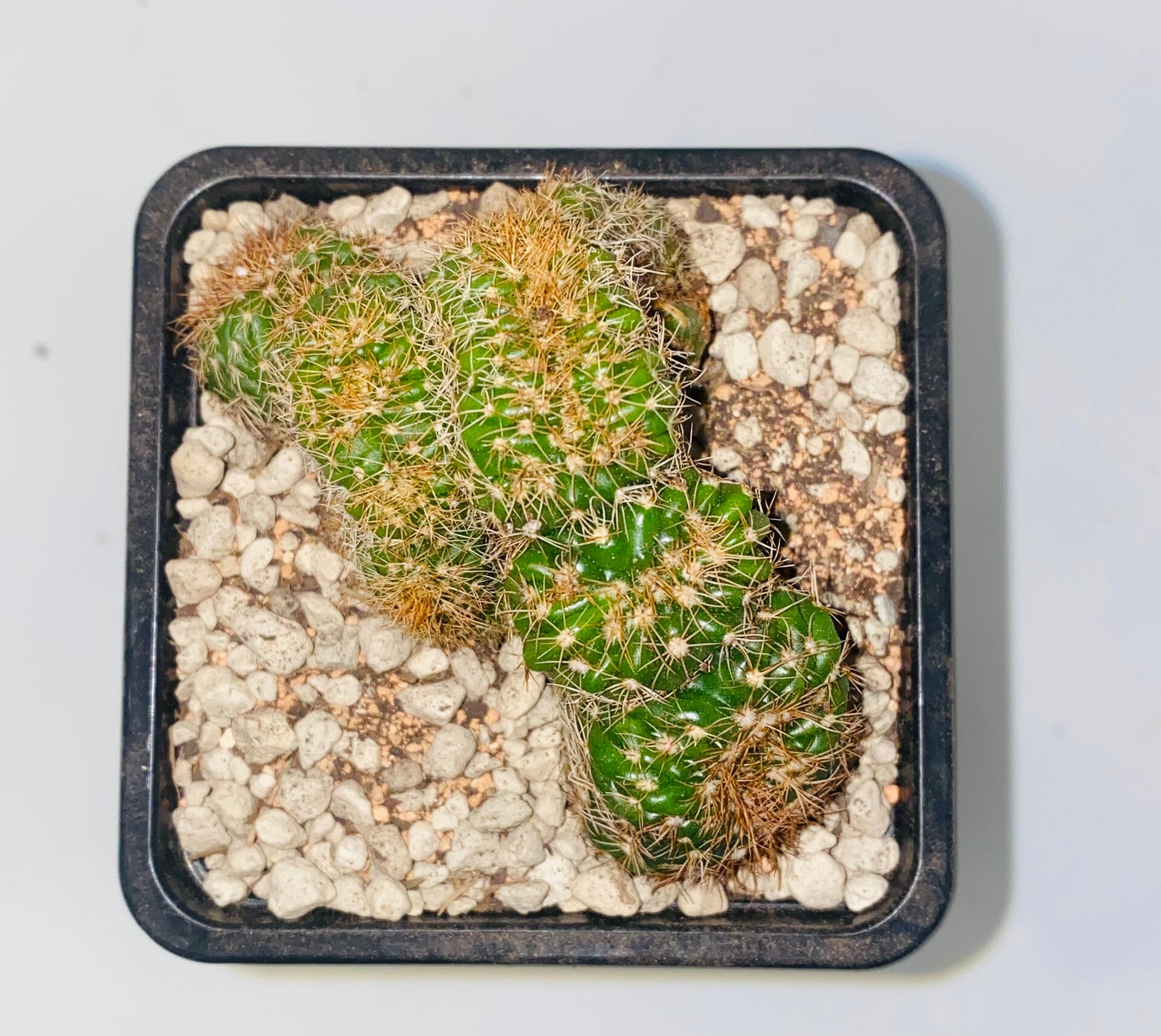 Notocactus eubelmannianus cristaat