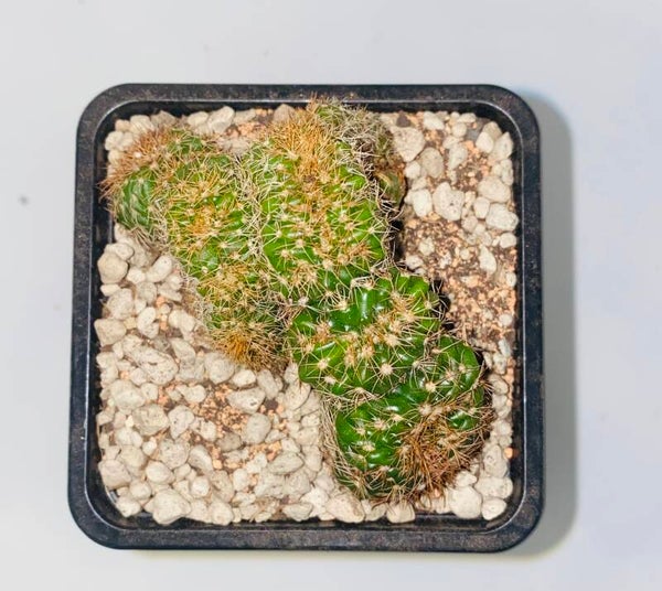 Notocactus eubelmannianus cristaat