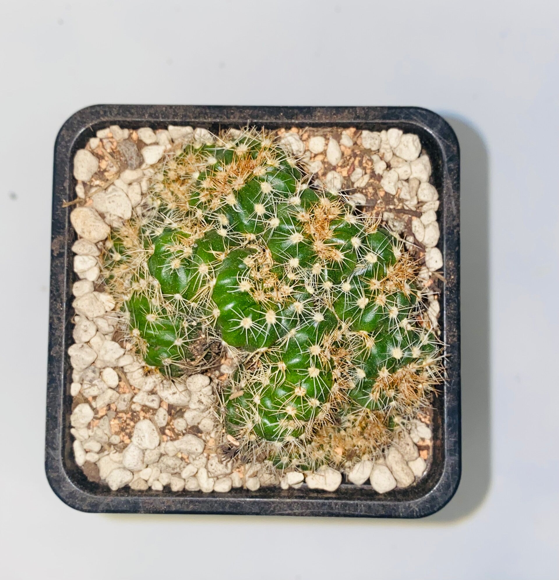 Notocactus eubelmannianus cristaat