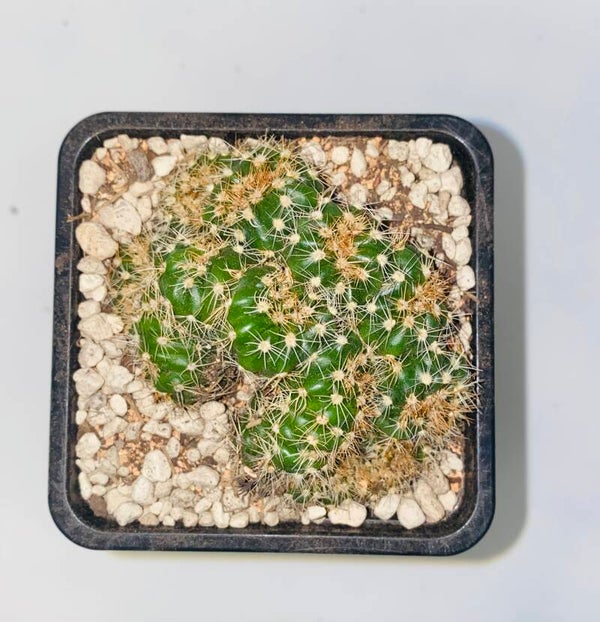 Notocactus eubelmannianus cristaat
