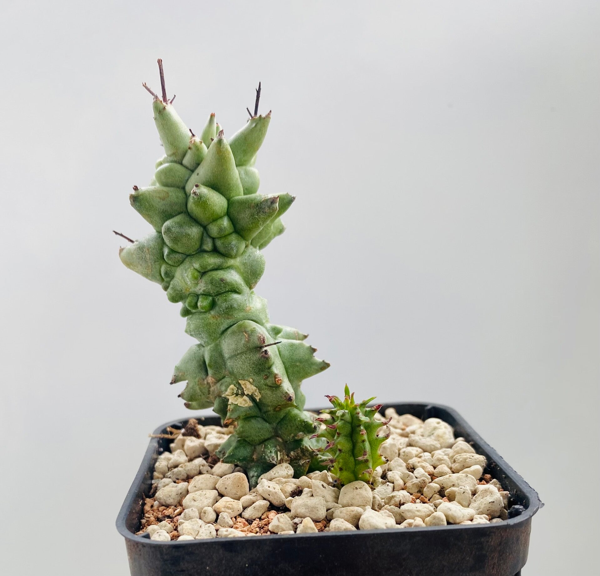 Euphorbia Horrida F. Monstrose