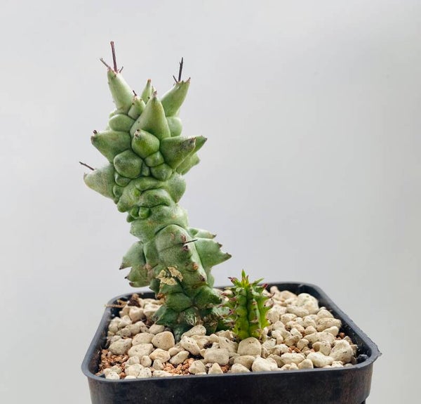 Euphorbia Horrida F. Monstrose