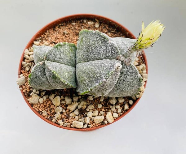 Astrophytum Myriostigma Subs. Quadricostatum tweekoppen