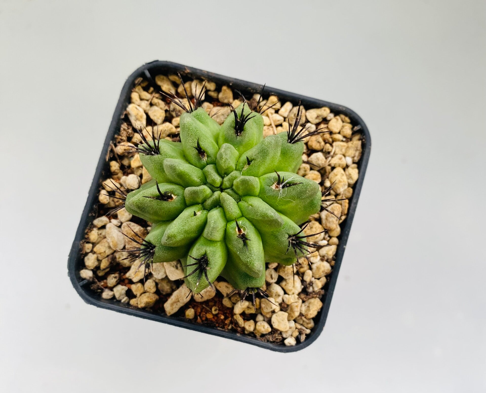 Eriosyse sp.