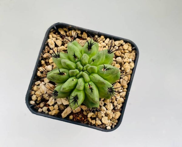 Eriosyse sp.