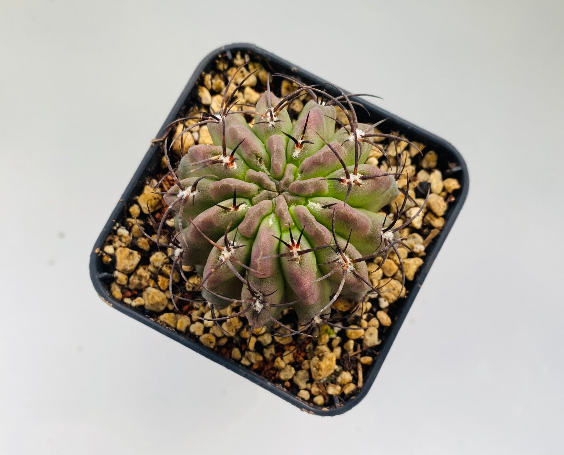 Eriosyse Sp.