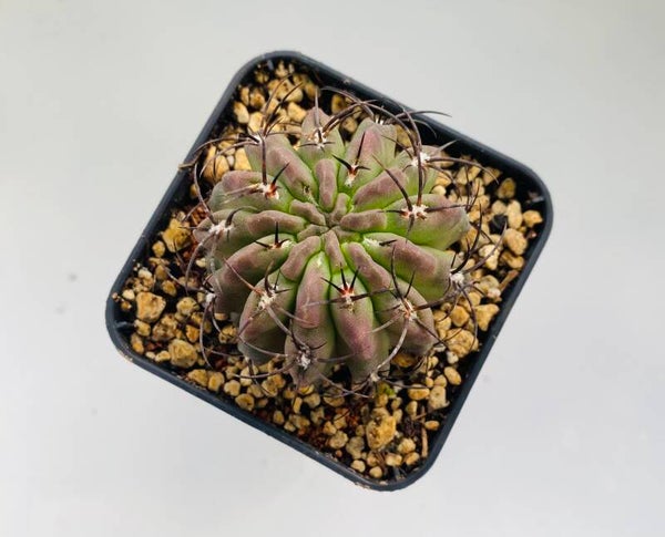 Eriosyse Sp.