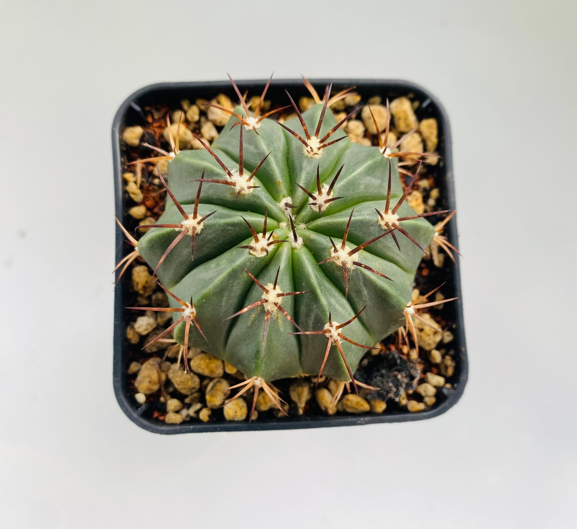 Melocactus Maxonii