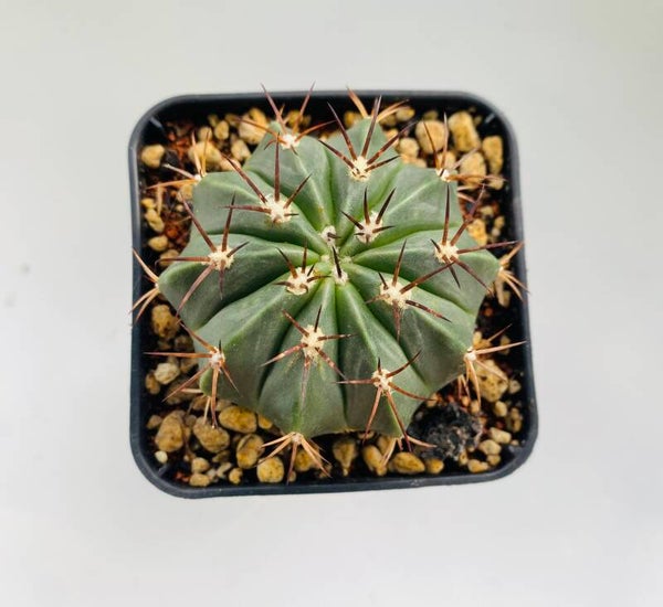 Melocactus Maxonii