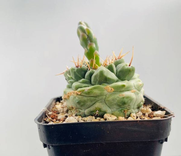 Gymnocalysium Sp.  Monstrose