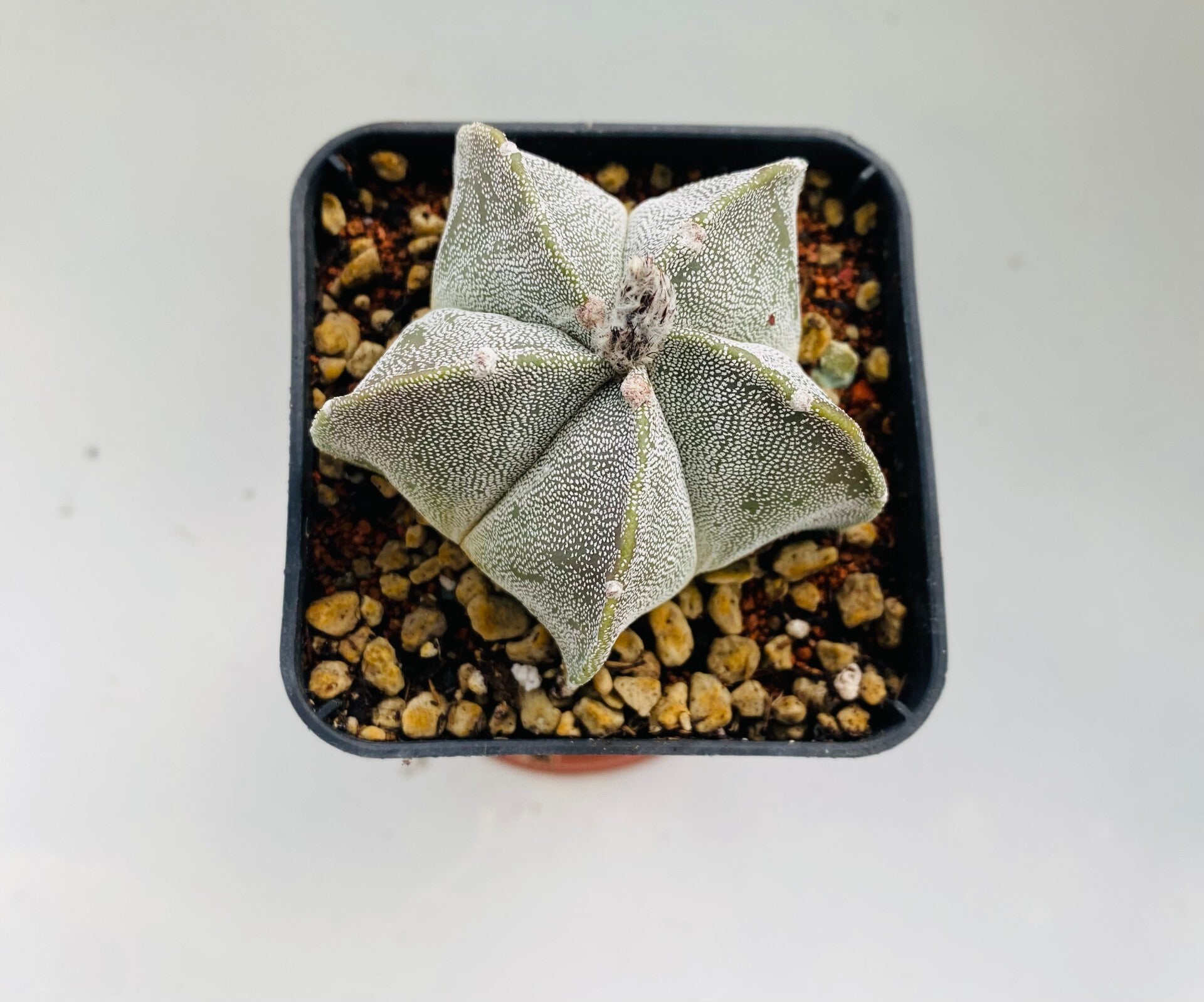 Astrophytum Myriostigma