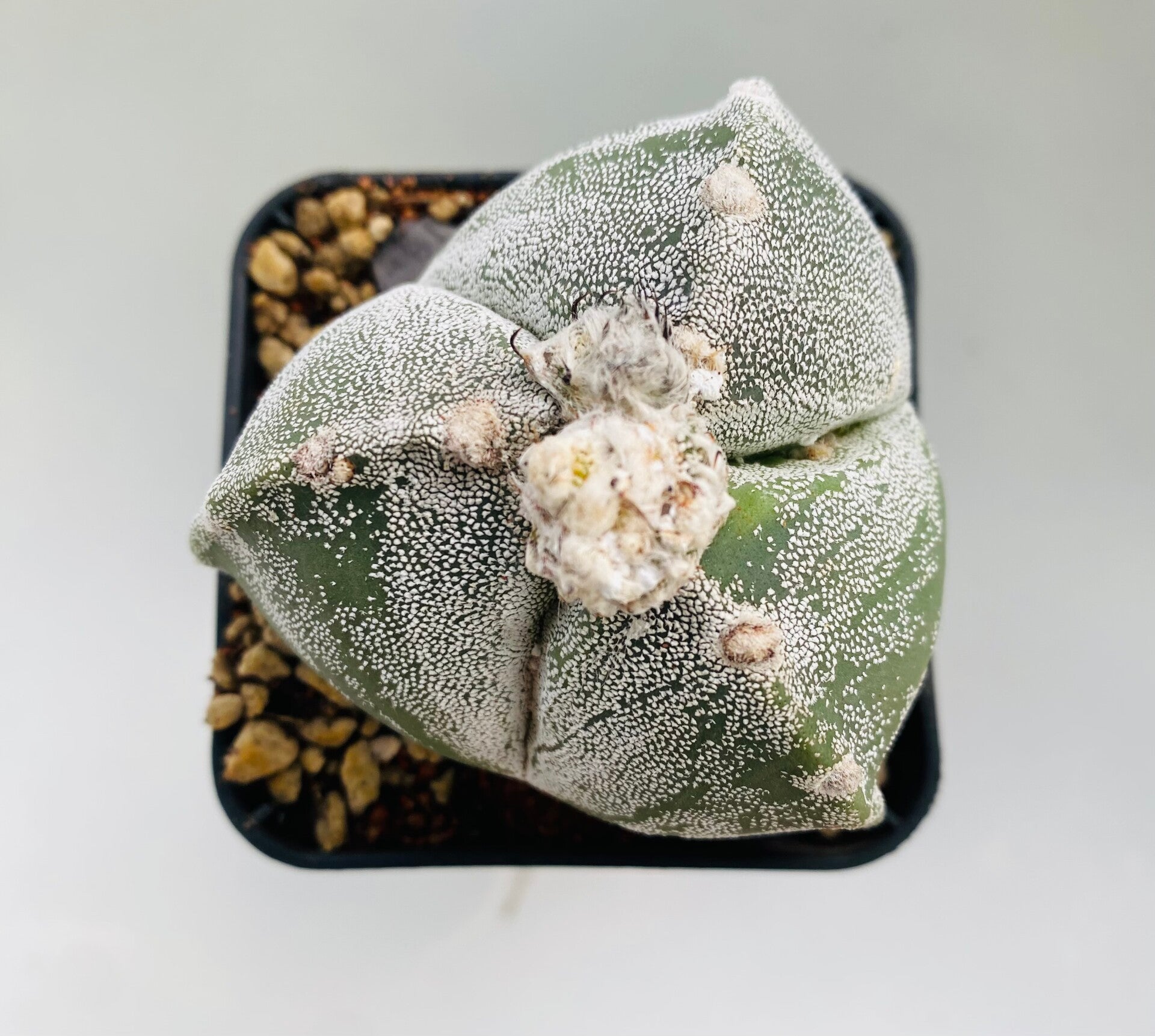 Astropytum Myriostigma Var. Tricostatum