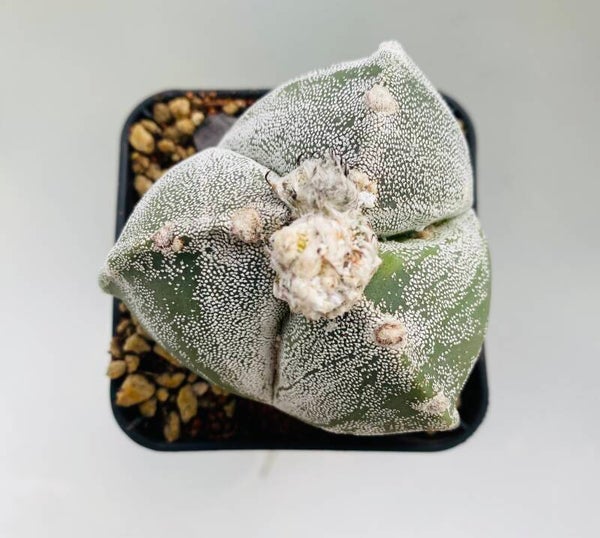 Astropytum Myriostigma Var. Tricostatum