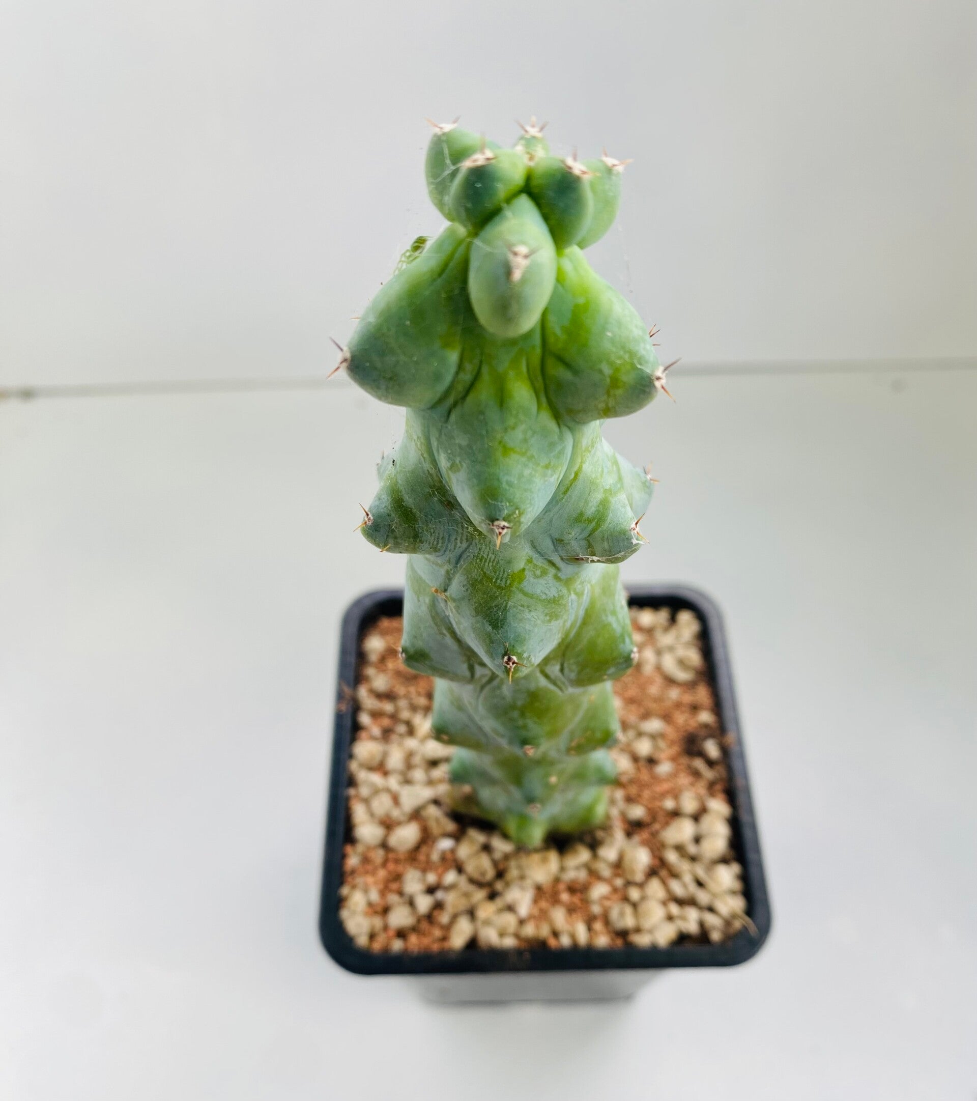 Myrtillocactus Geometrizans Fukurokuryuzinboku  (Boobie cactus)
