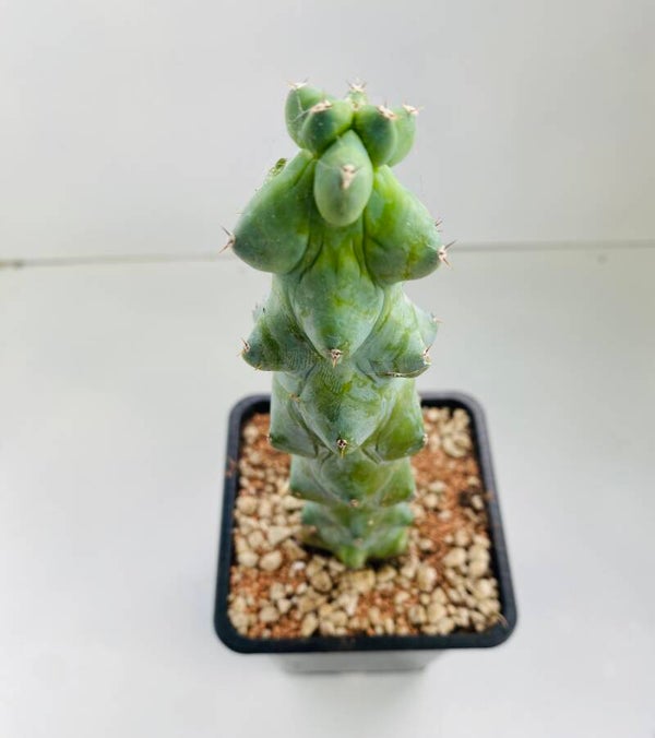 Myrtillocactus Geometrizans Fukurokuryuzinboku  (Boobie cactus)