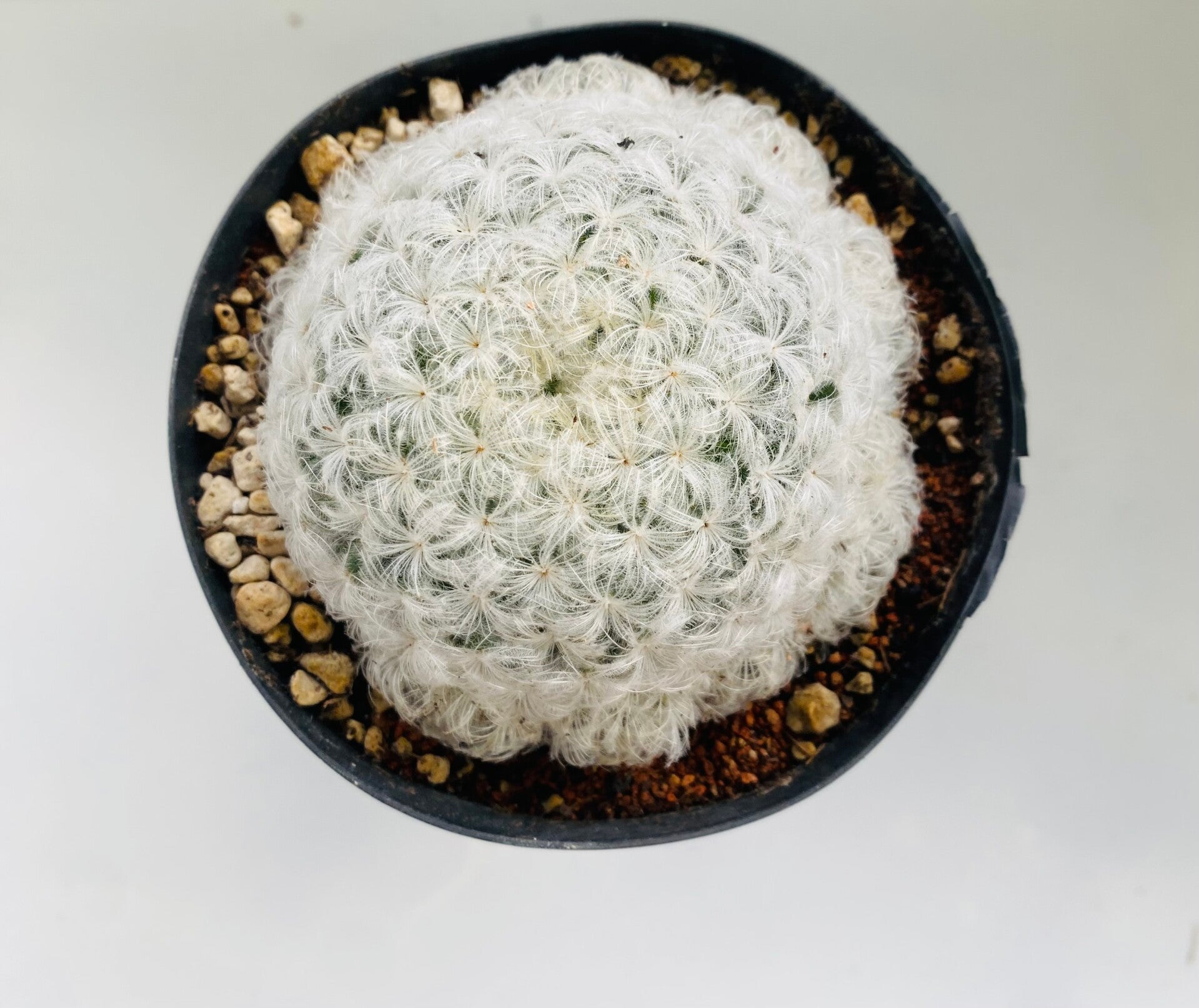 Mammillaria Plumosa      (veercactus)