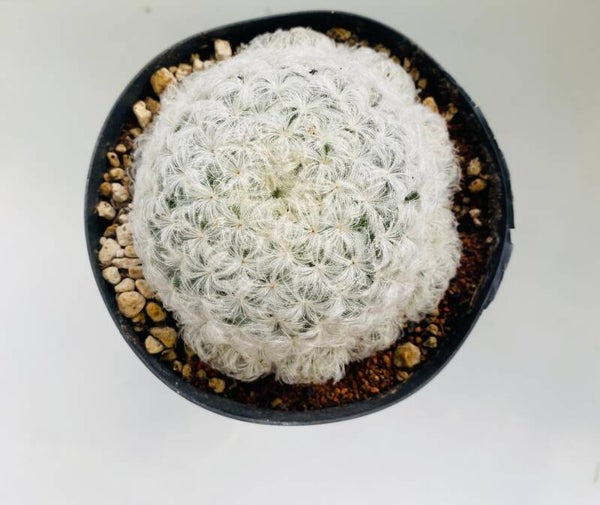 Mammillaria Plumosa      (veercactus)