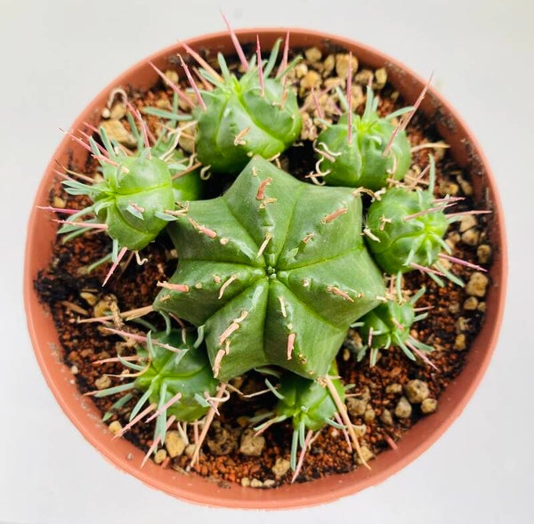 Euphorbia Meloformis Subsp. Valida