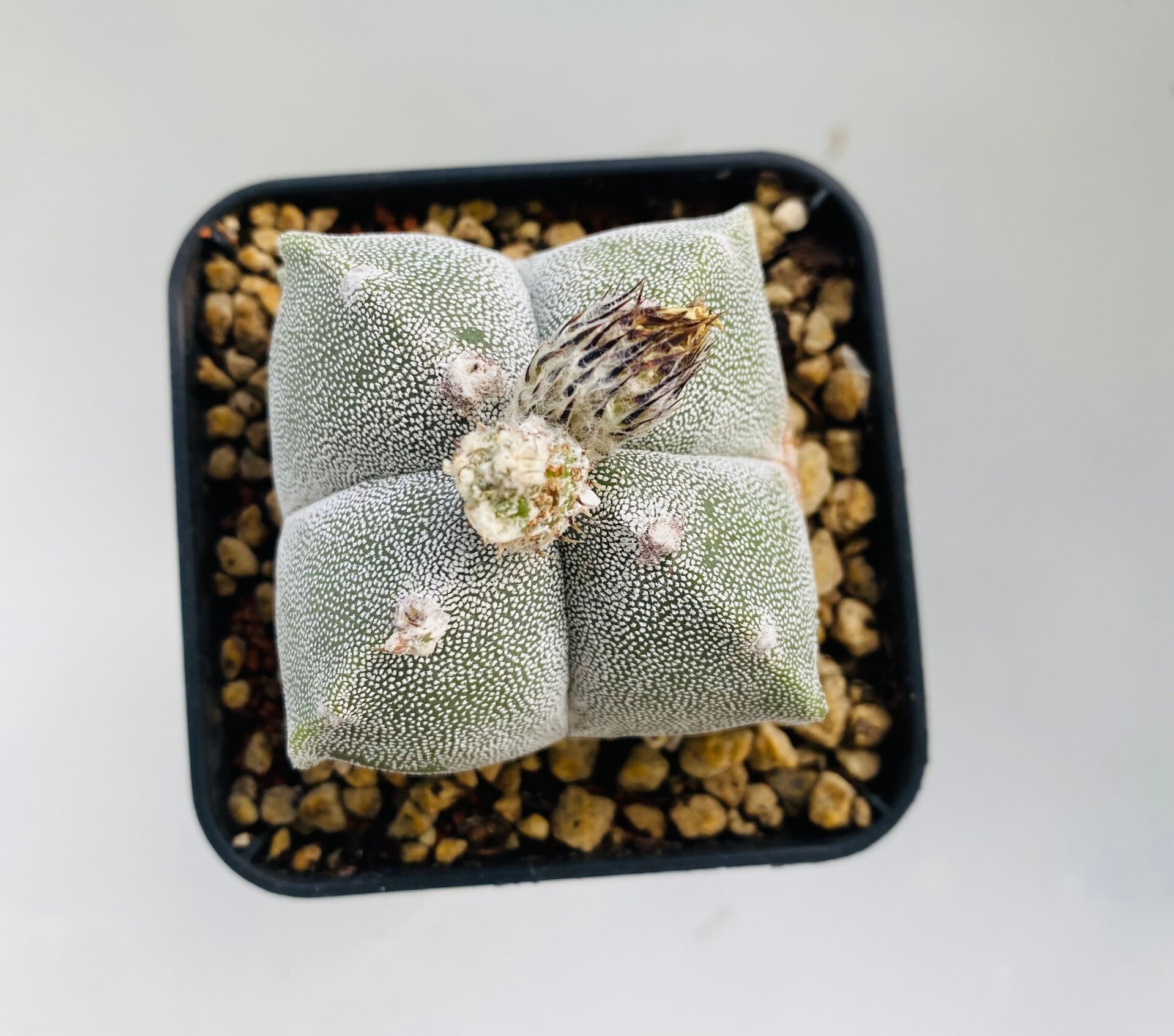 Astropytum Quadricostatum