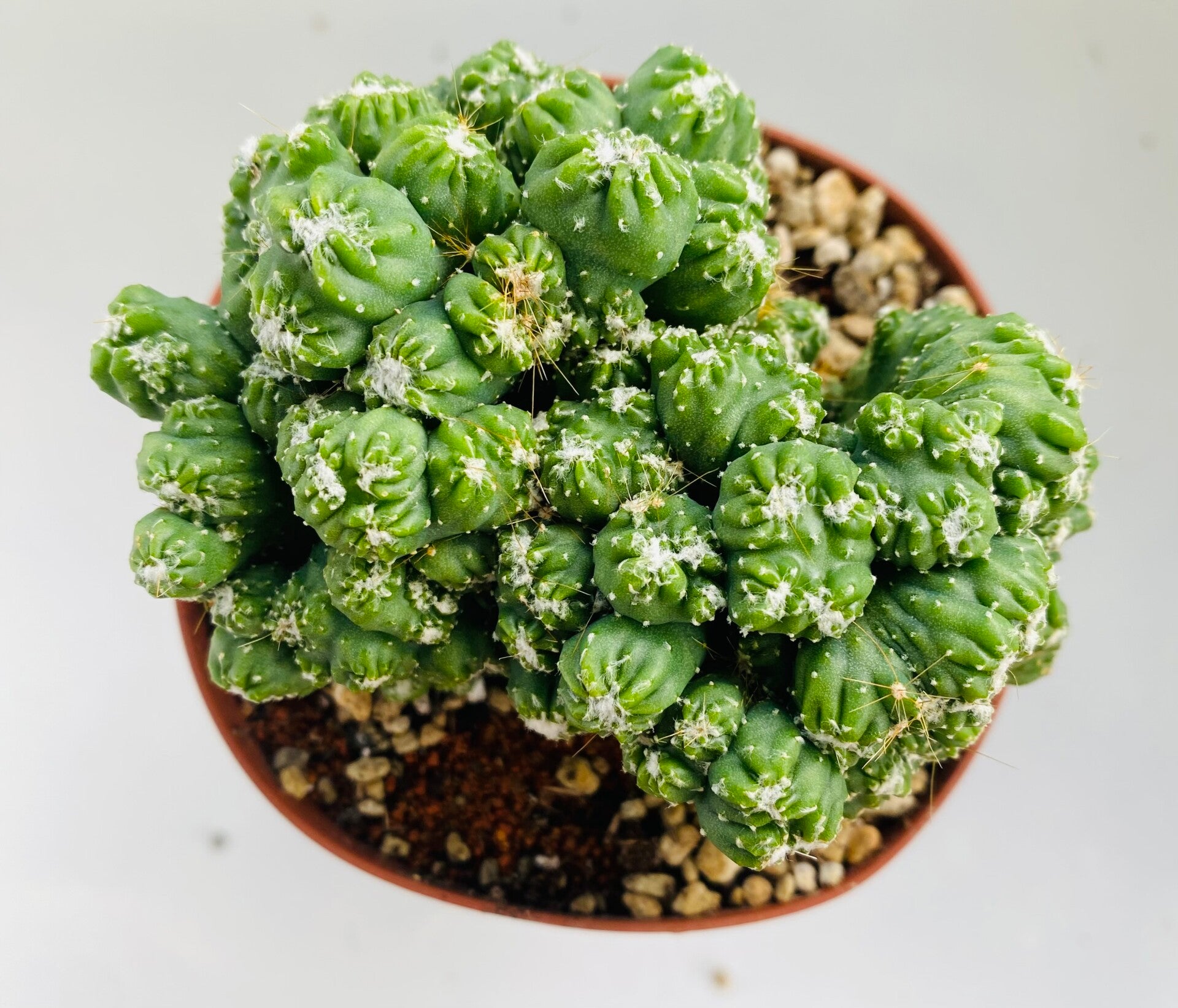 Cereus Peruvianus monstrosus