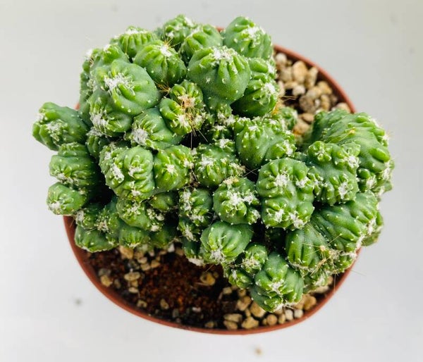 Cereus Peruvianus monstrosus