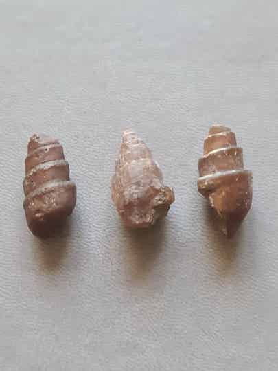 Geagatiseerde Gastropod (Slak) - M