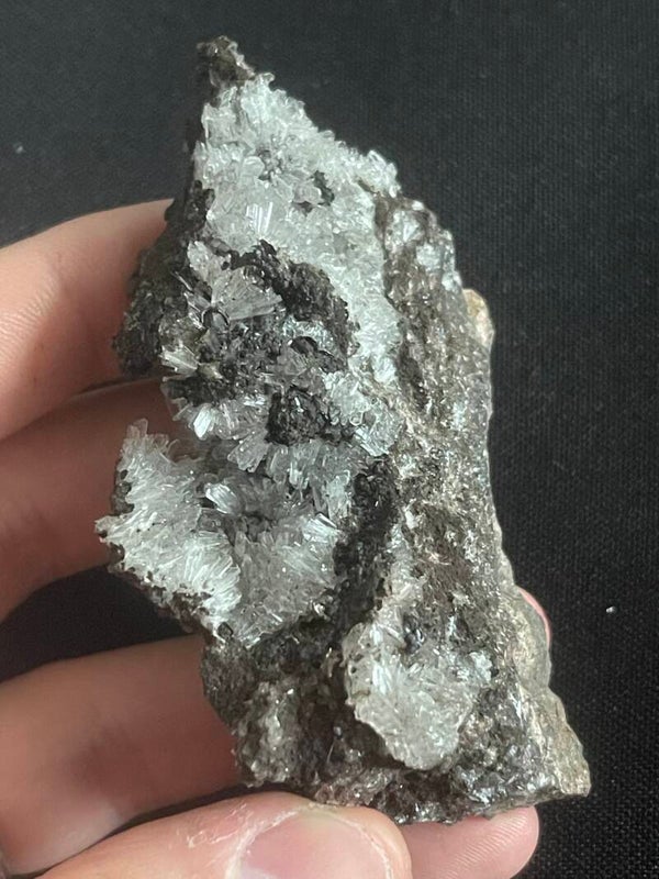 Hemimorfiet - Mexico #3