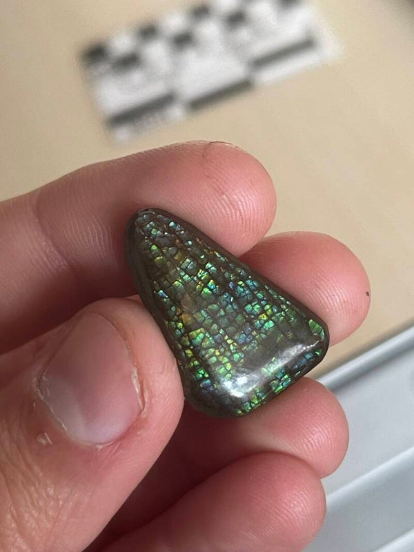 Ammoliet Cabochon (Triplet) A