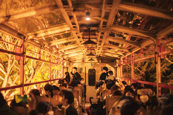 2026 Autumn Limited – Kyoto Kinkaku-ji & Night Maple Illumination with Arashiyama Scenic Train One-Day Tour