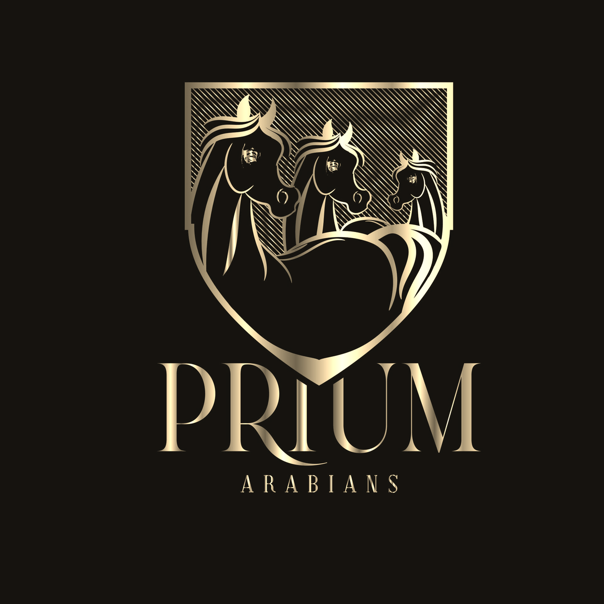 internship-stage-priumarabians