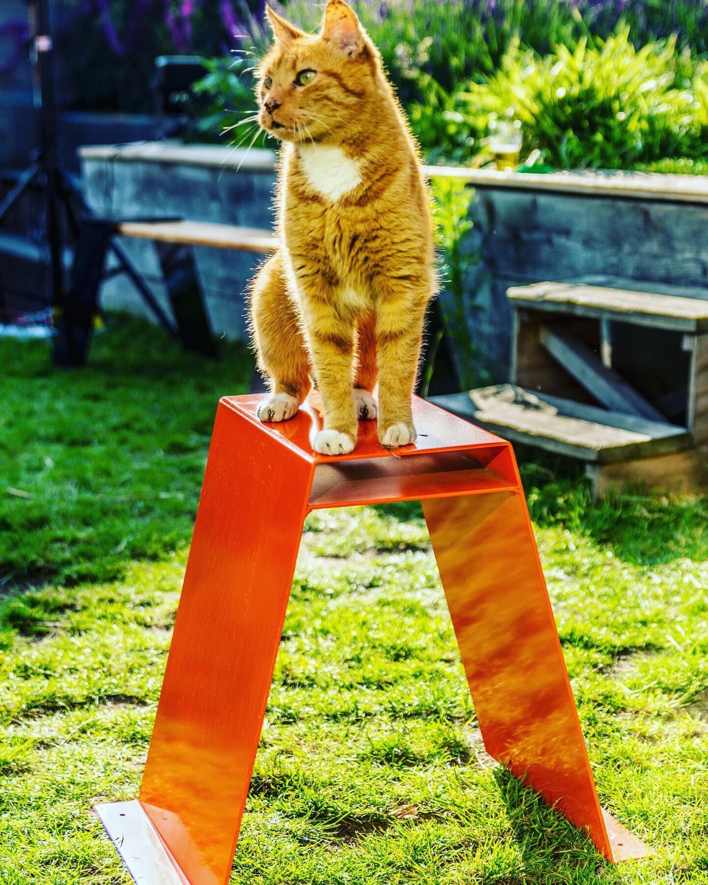 Lus Bankje Oranje met oranje kat die erop zit.