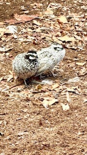Snowflake Bobwhite Quail
