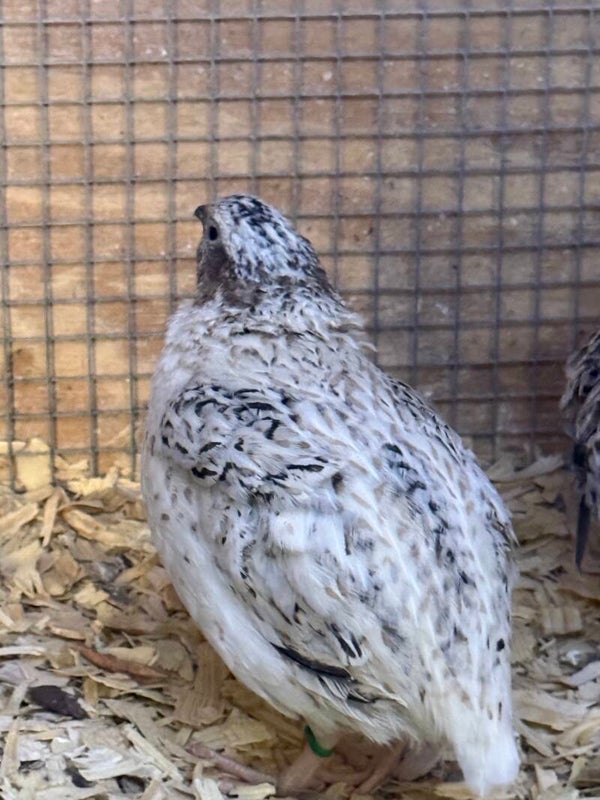 Jumbo Pearl Fee Quail