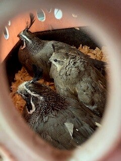 California Valley Quail