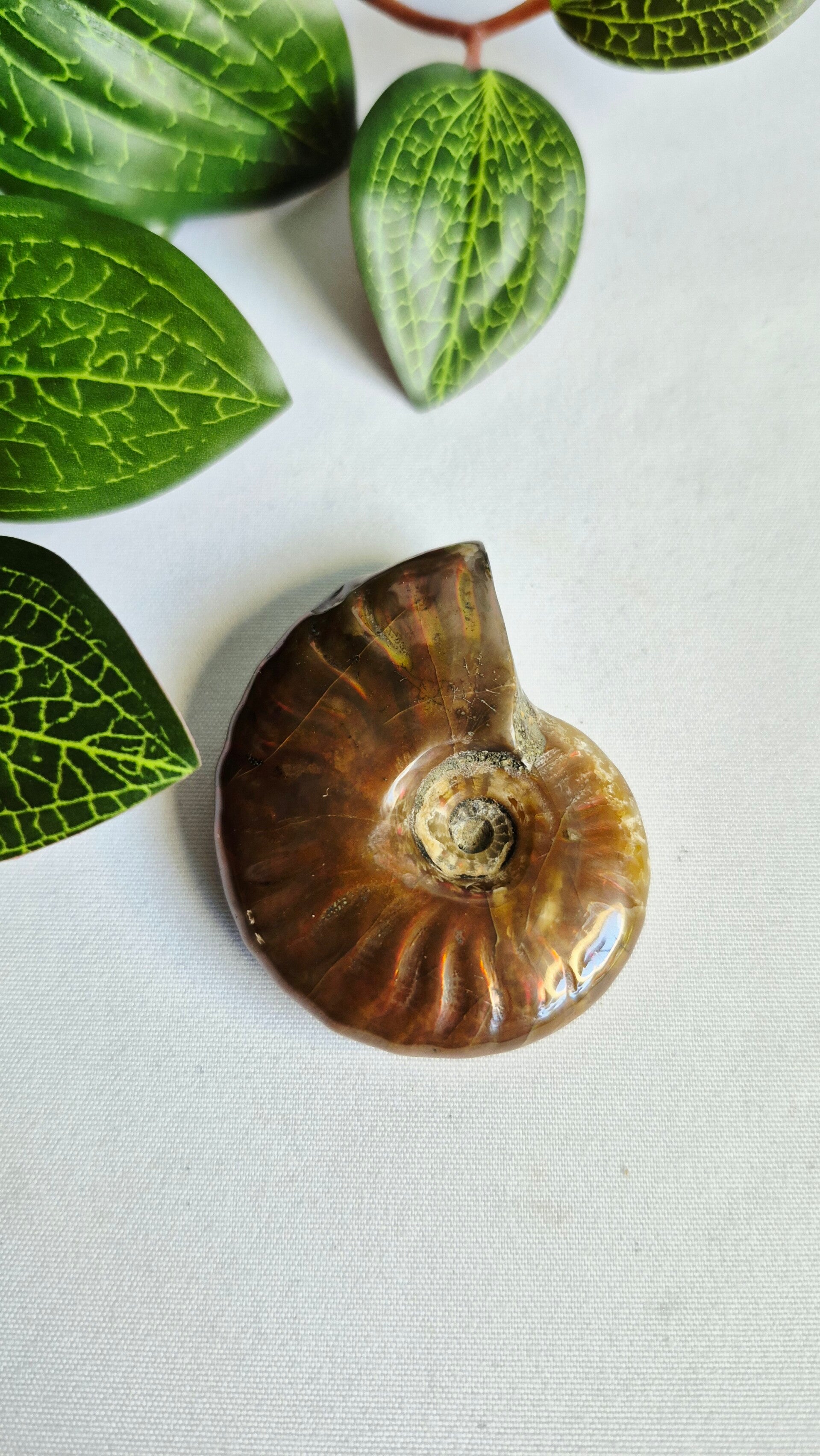 Ammoniet schelp met irisatie