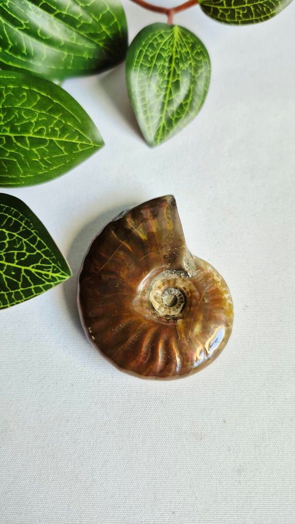 Ammoniet schelp met irisatie