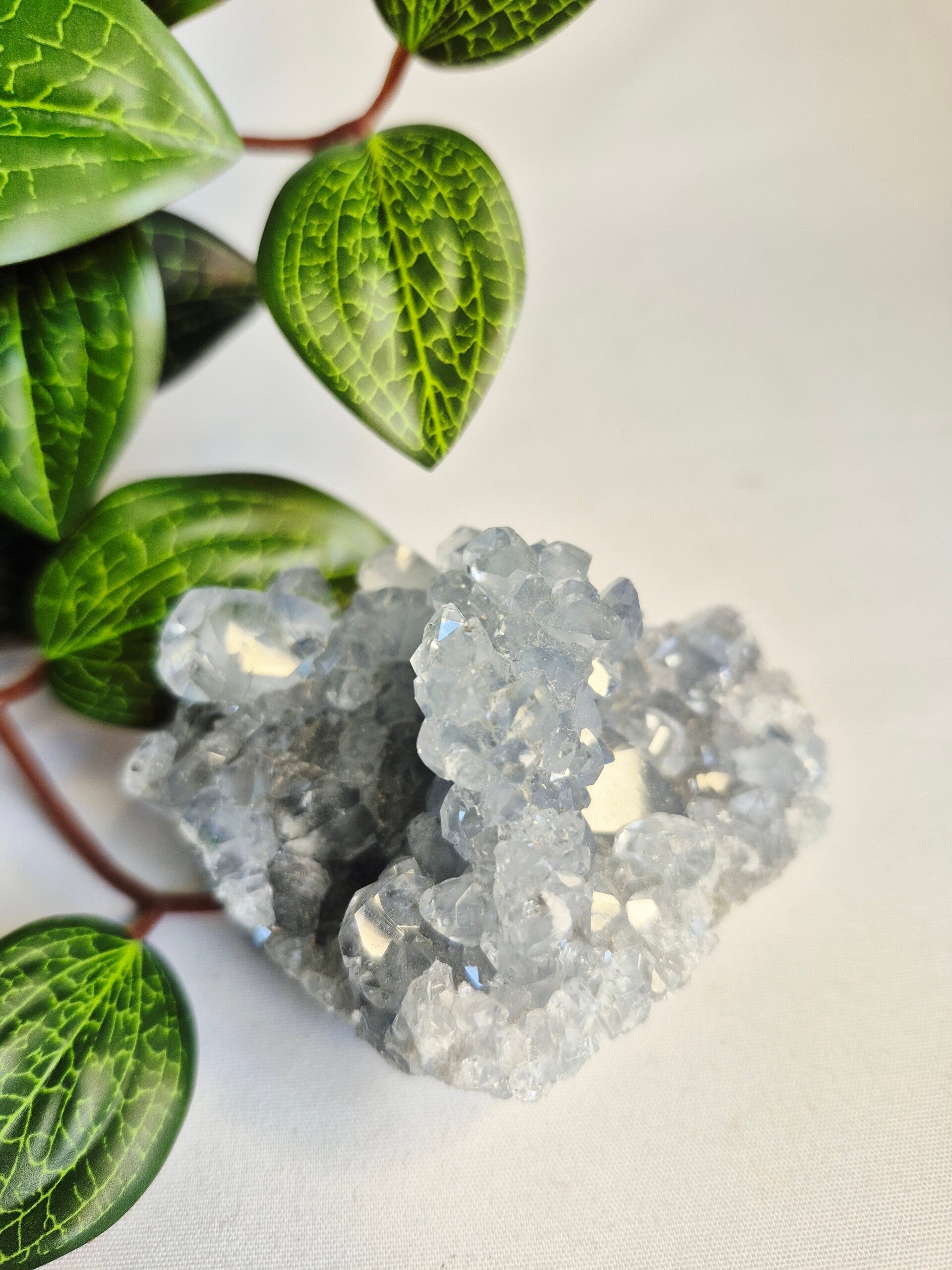 Celestien cluster klein