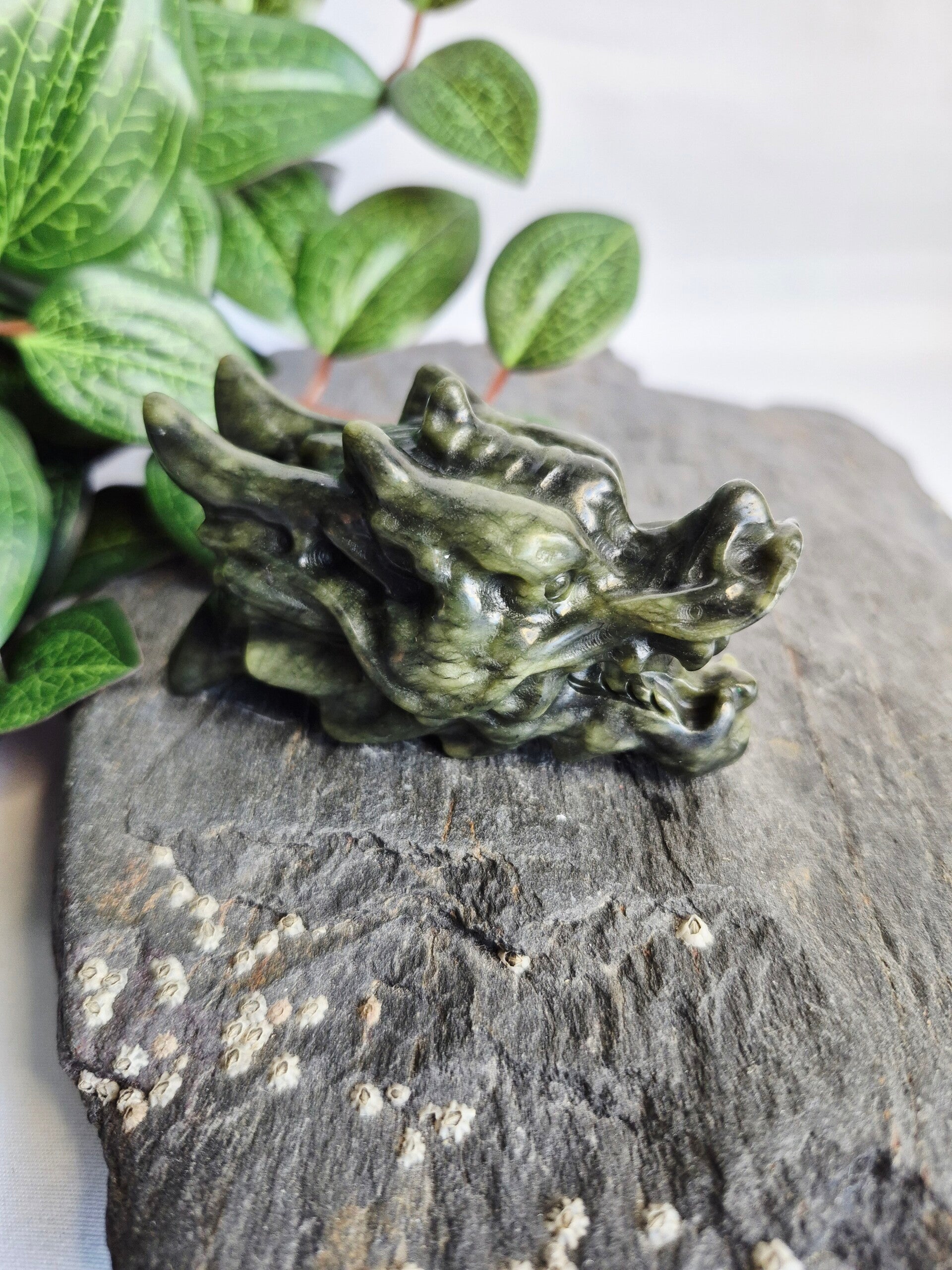 Chinese Jade draak