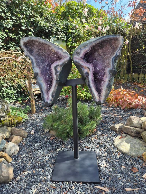 Amethist Angelwings