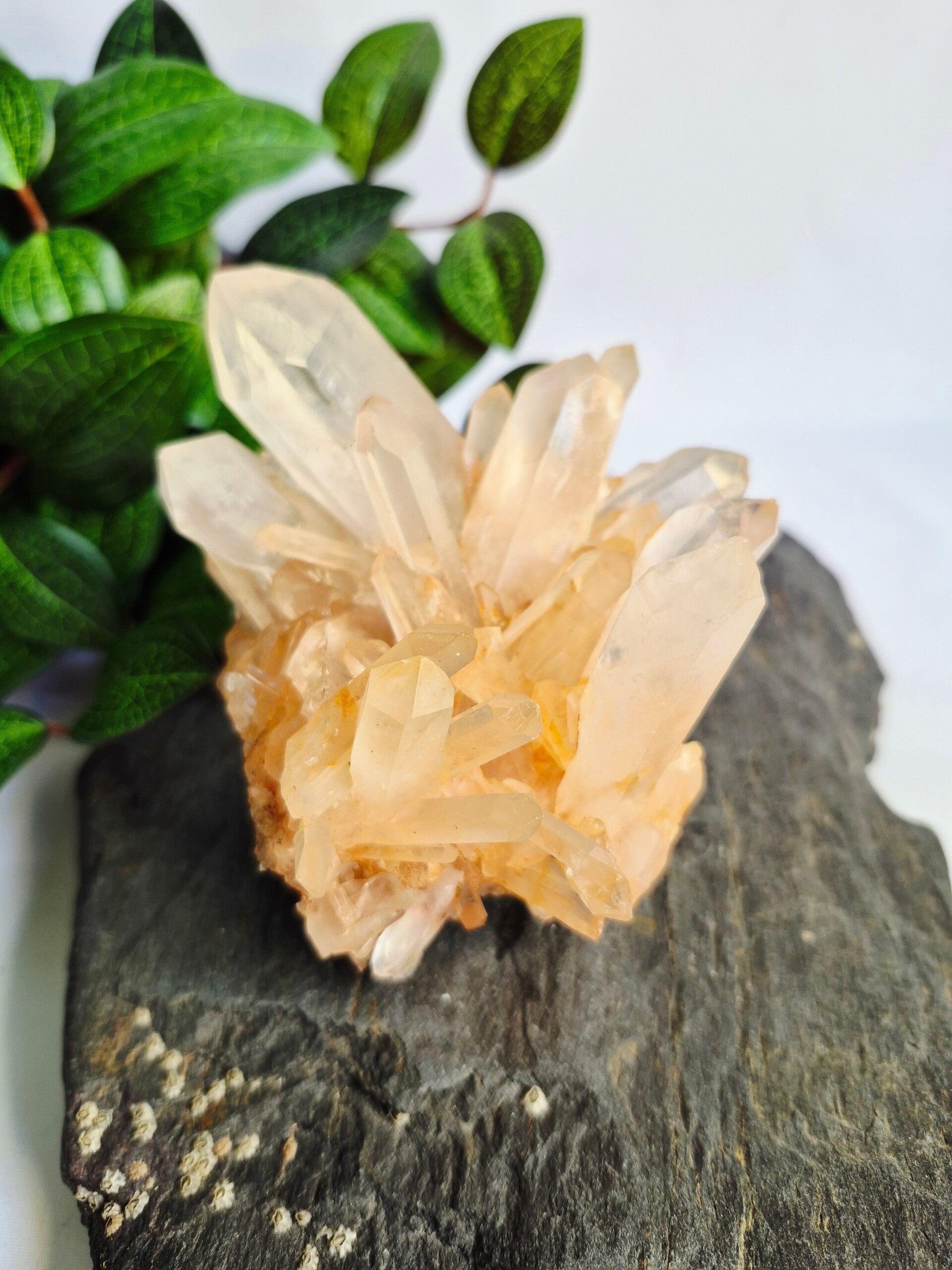 Bergkristal met pink Lithium op standvlak