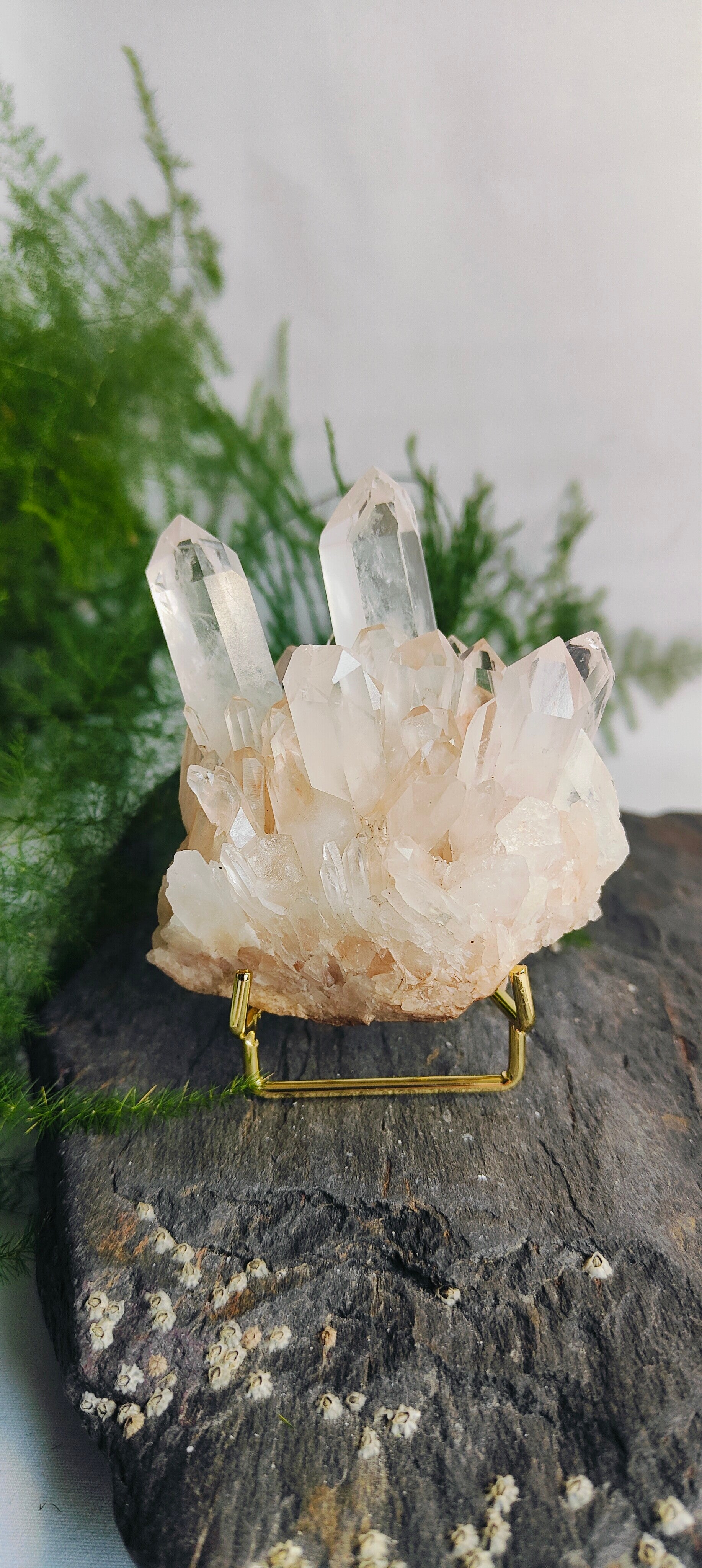 Red Healer punten op standaard